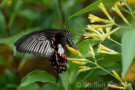 236 gewoehnlicher Mormone - Papilio polytes